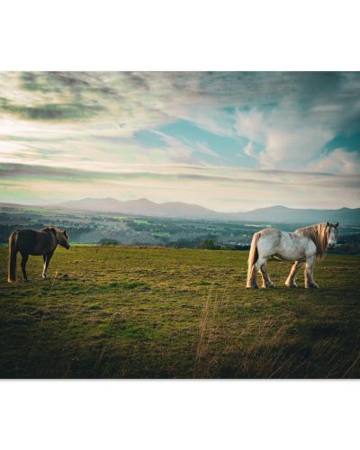 Horses at Sunset | Grazing in a Field with the Pentland Hills | Equestrian Photography | Premium Matte Paper Poster