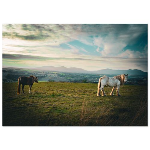 Horses at Sunset | Grazing in a Field with the Pentland Hills | Equestrian Photography | Premium Matte Paper Poster