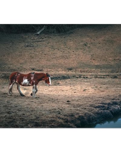 Old Brown Horse | Walking to the River in West Lothian | Equine Photography | Premium Matte Paper Poster