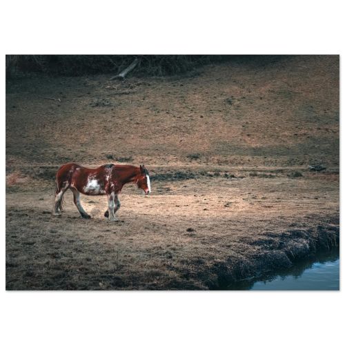 Old Brown Horse | Walking to the River in West Lothian | Equine Photography | Premium Matte Paper Poster