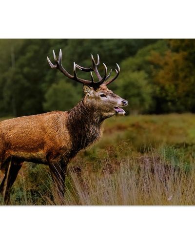 Majestic Stag at Sunset | West Lothian Forest Wildlife Encounter | Fantasy Art | Premium Matte Paper Poster