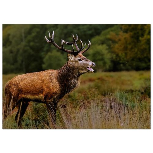 Majestic Stag at Sunset | West Lothian Forest Wildlife Encounter | Fantasy Art | Premium Matte Paper Poster