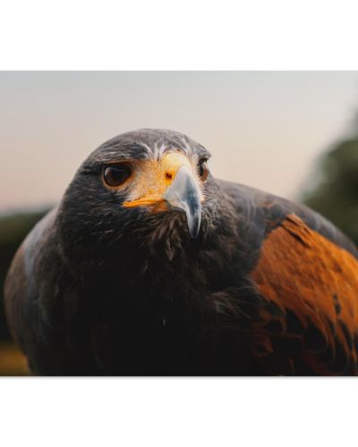 Bird of Prey Closeup | Raptor Portrait in Fife Scotland | Wildlife Photography | Premium Matte Paper Poster