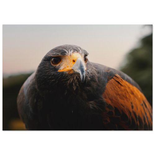 Bird of Prey Closeup | Raptor Portrait in Fife Scotland | Wildlife Photography | Premium Matte Paper Poster