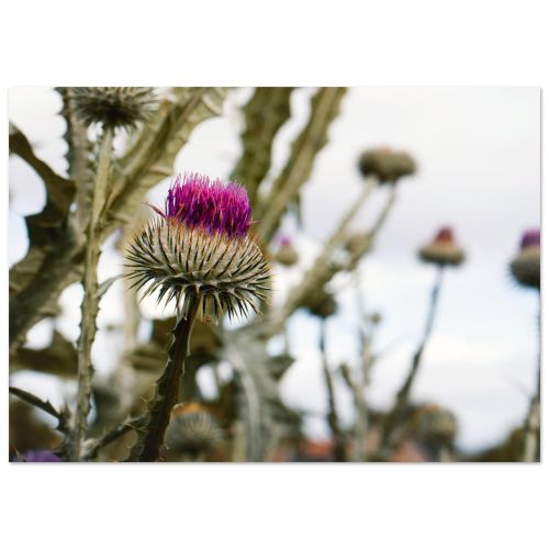 The Scottish Thistle | Close-Up Macro Photography of the National Flower | Botanical Art | Premium Matte Paper Poster