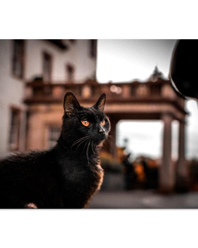 Black Cat at Prestonfield House | Elegant Feline Historic Estate Edinburgh Scotland | Pet Photography | Premium Matte Paper Poster