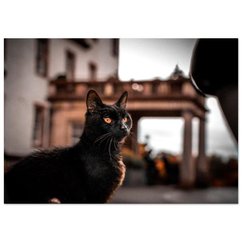 Black Cat at Prestonfield House | Elegant Feline Historic Estate Edinburgh Scotland | Pet Photography | Premium Matte Paper Poster