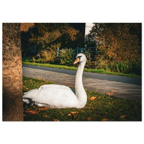 Elegant White Swan on Union Canal | Edinburgh Waterway Wildlife Scotland Autumn Leaves | Nature Photography | Premium Matte Paper Poster