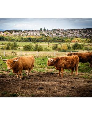 Shaggy Highland Cattle Photo Print | Iconic Scottish Coo Wall Art | Edinburgh Pentland Hills Landscape | Premium Matte Paper Poster