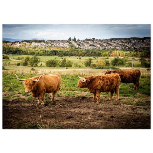 Shaggy Highland Cattle Photo Print | Iconic Scottish Coo Wall Art | Edinburgh Pentland Hills Landscape | Premium Matte Paper Poster