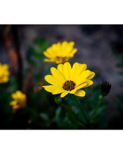 African Daisy Flower | Vibrant Macro Photography in a Scottish Garden | Botanical Art | Premium Matte Paper Poster
