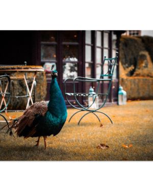 Majestic Peacock at Luxury Prestonfield House Gardens | Edinburgh Wildlife Photo Art | Premium Matte Paper Poster