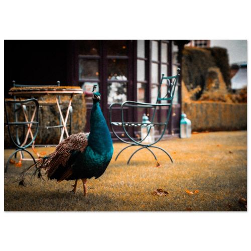 Majestic Peacock at Luxury Prestonfield House Gardens | Edinburgh Wildlife Photo Art | Premium Matte Paper Poster