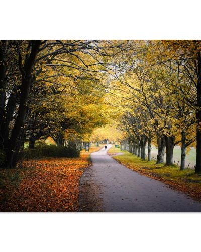 Autumn in Fife | Golden Woodland Path in the Scottish Countryside | Seasonal Landscape | Premium Matte Paper Poster