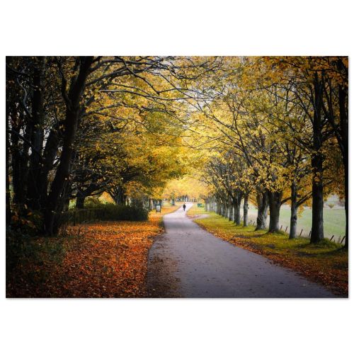 Autumn in Fife | Golden Woodland Path in the Scottish Countryside | Seasonal Landscape | Premium Matte Paper Poster