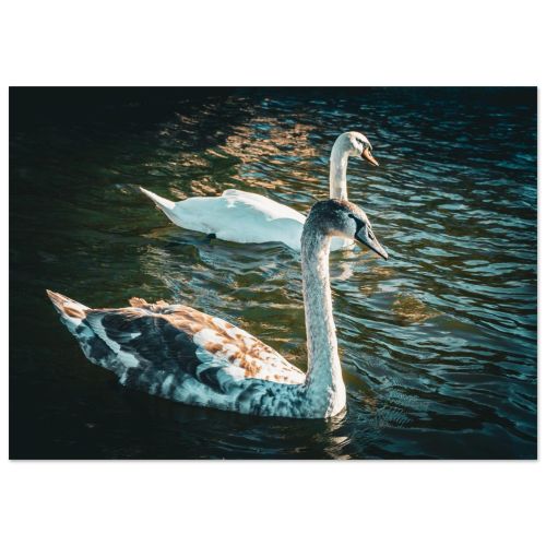 Elegant Swans on Water | Union Canal Edinburgh | Nature Bird Photography | Premium Matte Paper Poster