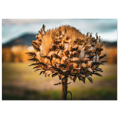 Dried Wild Artichoke Seed Head | Botanical Nature Scotland Garden Detail | Macro Photography | Premium Matte Paper Poster