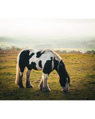 Horse and Sunset | Silhouette in a Field in Midlothian | Equestrian Photography | Premium Matte Paper Poster