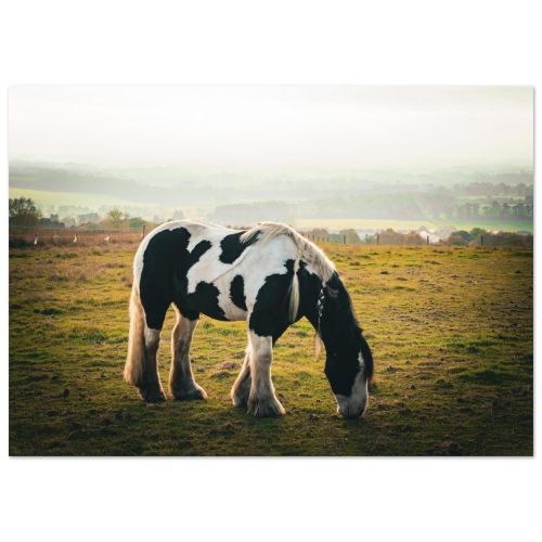 Horse and Sunset | Silhouette in a Field in Midlothian | Equestrian Photography | Premium Matte Paper Poster