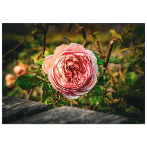 Pink Rose in Full Bloom | Delicate Garden Flower Macro Botanical | Floral Nature Photography | Premium Matte Paper Poster