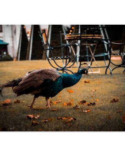 Peacock at Prestonfield House | Exotic Wildlife Historic Estate Edinburgh Scotland | Nature Photography | Premium Matte Paper Poster