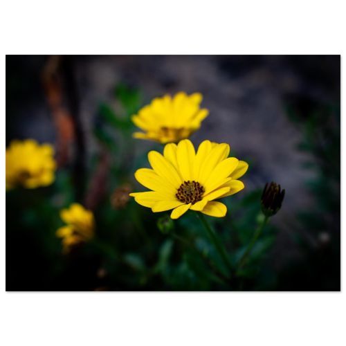 African Daisy Flower | Vibrant Macro Photography in a Scottish Garden | Botanical Art | Premium Matte Paper Poster