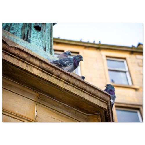 Pigeon in Leith| Edinburgh Wall Art | Premium Matte Paper Poster